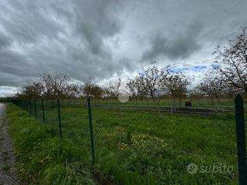 TER. AGRICOLO A SPELLO