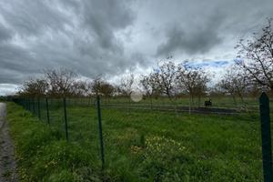 TER. AGRICOLO A SPELLO