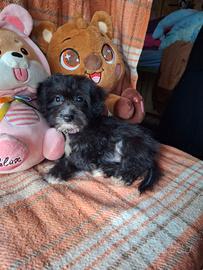 Maltipoo cucciola