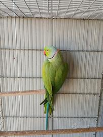 Parrocchetto dal collare