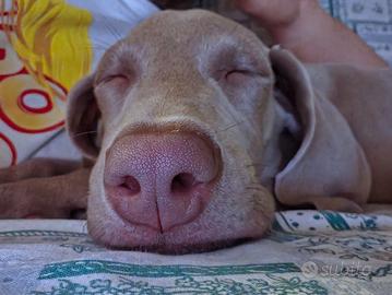 Cuccioli Weimaraner