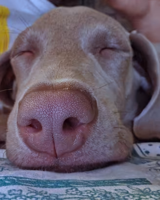Cuccioli Weimaraner