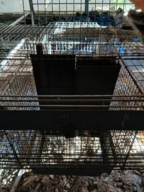 gabbie per conigli