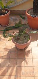 Piante cigas
