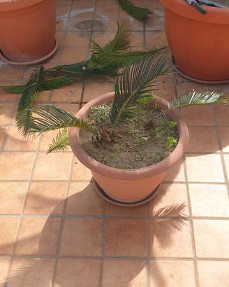Piante cigas