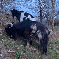 Becchi Adulti Disponibili