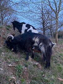 Becchi Adulti Disponibili