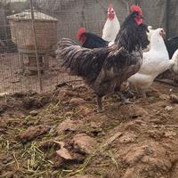 Australorp