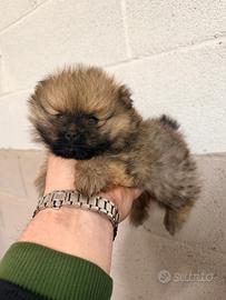 Spitz tedesco di Pomerania