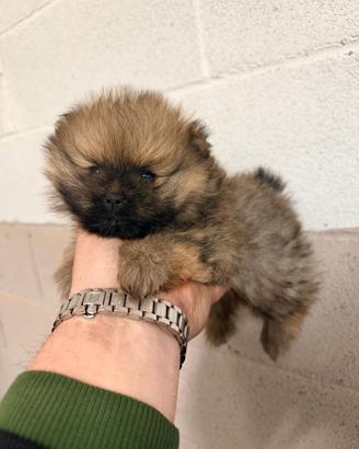 Spitz tedesco di Pomerania