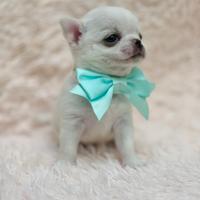 Chihuahua pelo corto