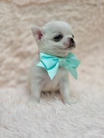 Chihuahua pelo corto