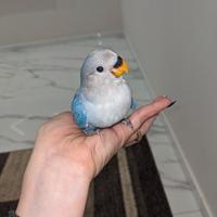 Inseparabile blu allevato a mano