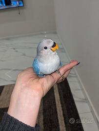 Inseparabile blu allevato a mano