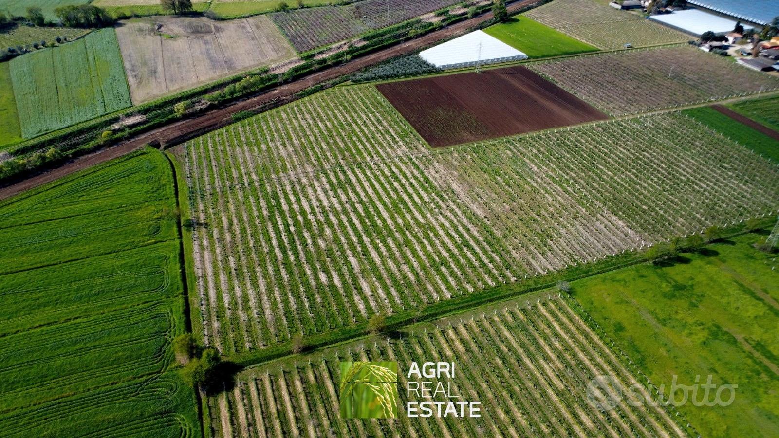 Terreno agricolo 10 HA con impianto kiwi e 2 pozzi - View 4