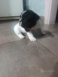 Cuccioli di bulldog francese