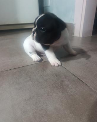 Cuccioli di bulldog francese