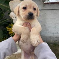 Cuccioli di Labrador retriever con Pedigree Enci