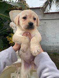 Cuccioli di Labrador retriever con Pedigree Enci