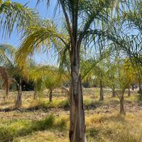 Palme Cocos Nucicera