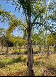 Palme Cocos Nucicera