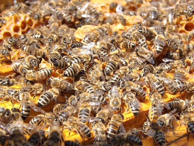 Famiglie di api su 5 o 6 favi
 in vendita a Lonigo