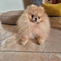 Spitz pomerania maschio per monta