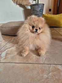 Spitz pomerania maschio per monta