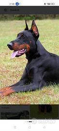 Dobermann