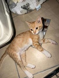 Eclissi 2 mesi gattina ben socializzata