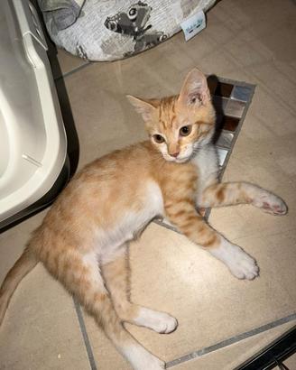 Eclissi 2 mesi gattina ben socializzata