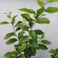 pianta agrumi 