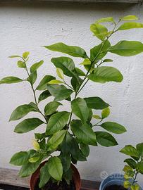 pianta agrumi 
