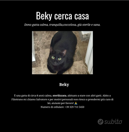 Dono Gatta buona e coccolosa sterilizzata