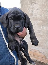 Cuccioli cane corso