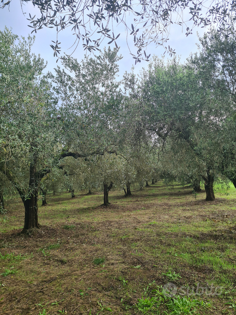 Terreno e rustico - Vista 6