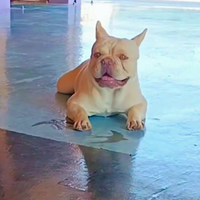 Bulldog francese per monta L/l4