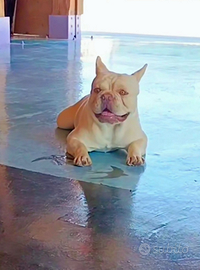 Bulldog francese per monta L/l4