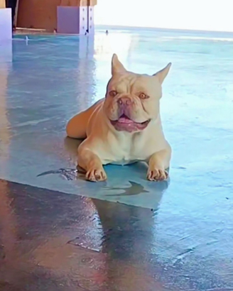 Bulldog francese per monta L/l4