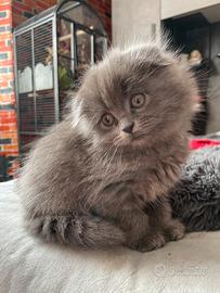 Scottish fold cucciola