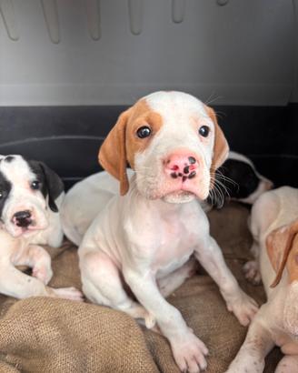 Cuccioli bracco pointer da tartufi