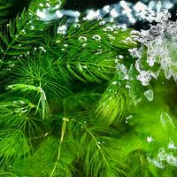 Ceratophyllum demersum