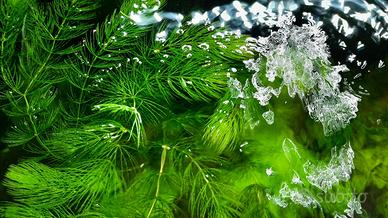 Ceratophyllum demersum