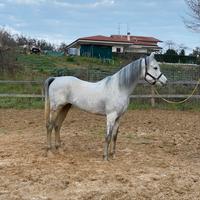 Cavallo Arabo egiziano