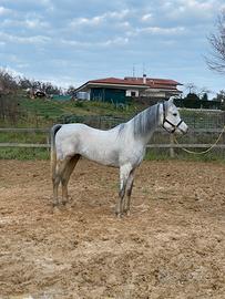 Cavallo Arabo egiziano