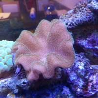 Pesci e coralli marini