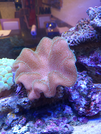 Pesci e coralli marini