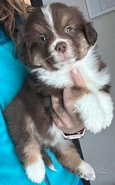 Cuccioli di Miniature American Shepherd di 2 mesi