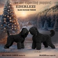 Terrier Nero Russo - cuccioli