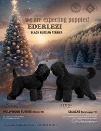 Terrier Nero Russo - cuccioli